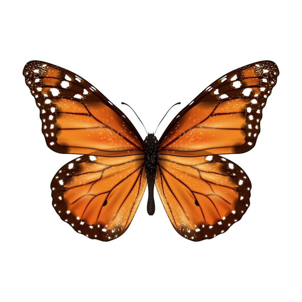 Insects realistic colored butterfly isolated on white background vector illustration