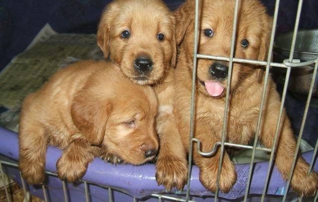 3 Puppies