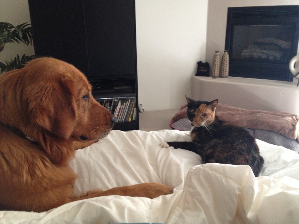 DaisyandKatieBed