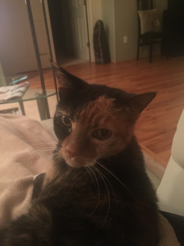 KatienewJPG