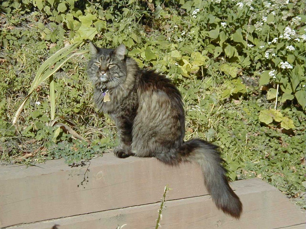 sammy on wall1