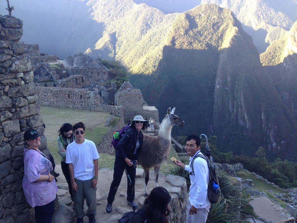 llama peru